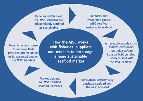 Marine Stewardship Council provides standards and education to create sustainable fisheries and marine ecosystems