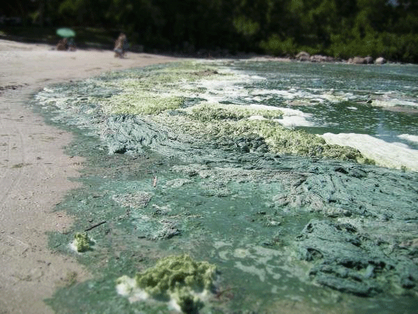 Figure 1. Algal blooms on Lake Winnipeg. Source: Greg McCullough 